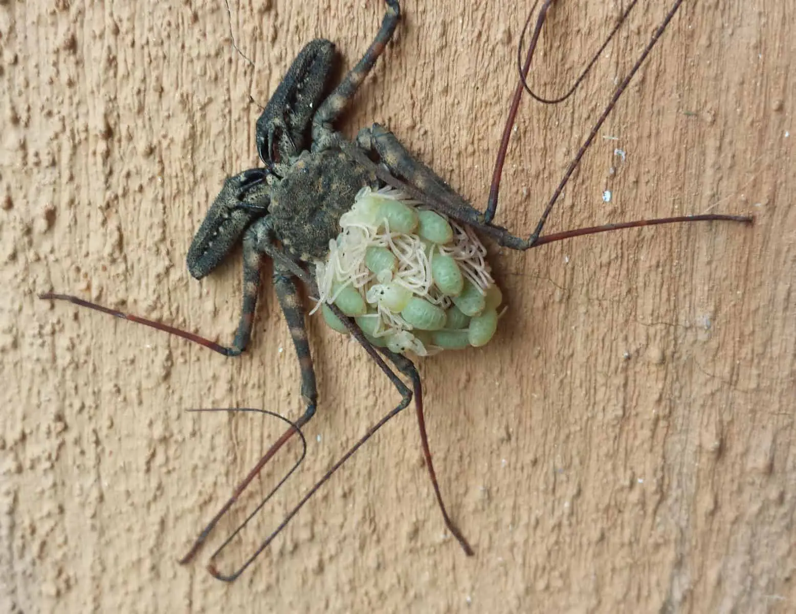 Tailless Whip Scorpion with young baby