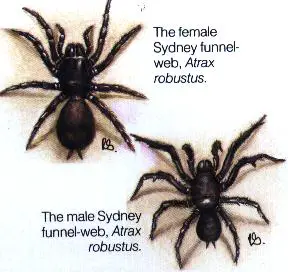 Funnel-Web Spiders in Australia