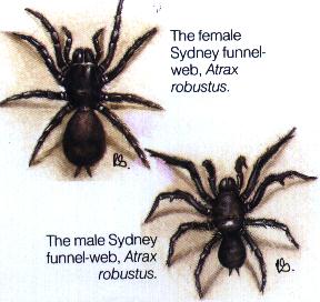 sydney funnel web spider