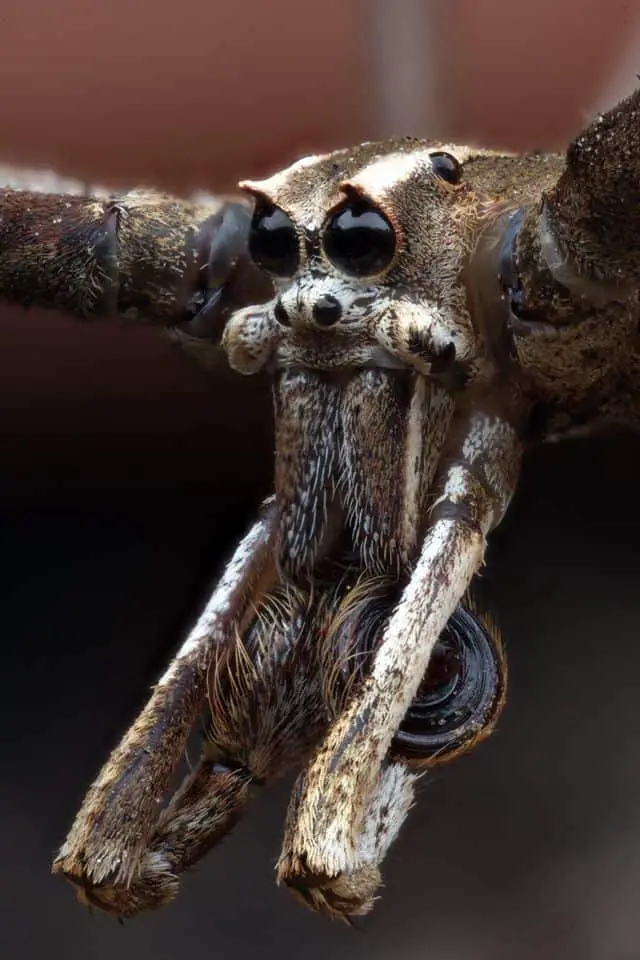 Ogre-faced Spider (Deinopis subrufa)