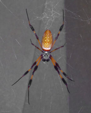 golden silk orb weaver orange yellow black