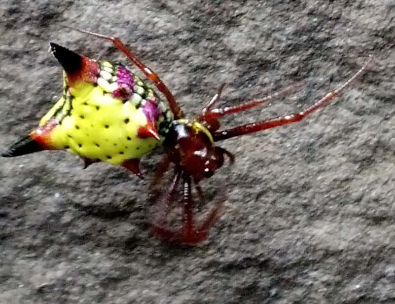 Arrow Shaped Micrathena red yellow