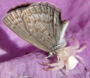 flower crab spider with butterfly