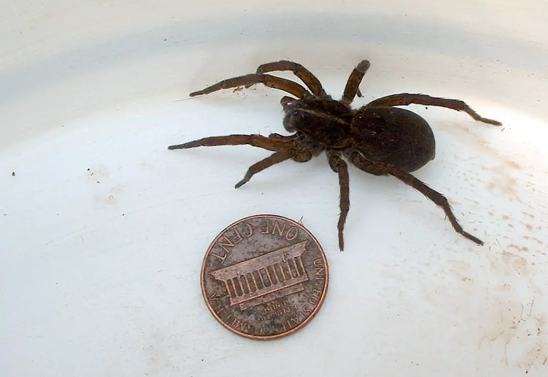 Unidentified Wolf Spider with coin size comparison