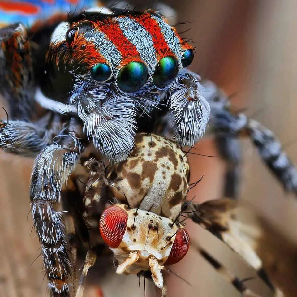 Peacock Jumping spider with prey