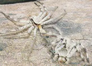 huntsman spider 