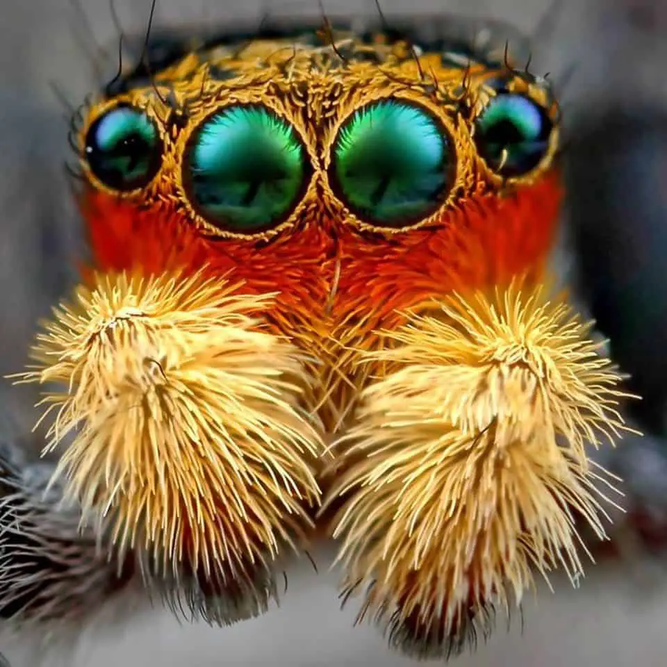 Peacock Jumping spider eyes red orange iredescent
