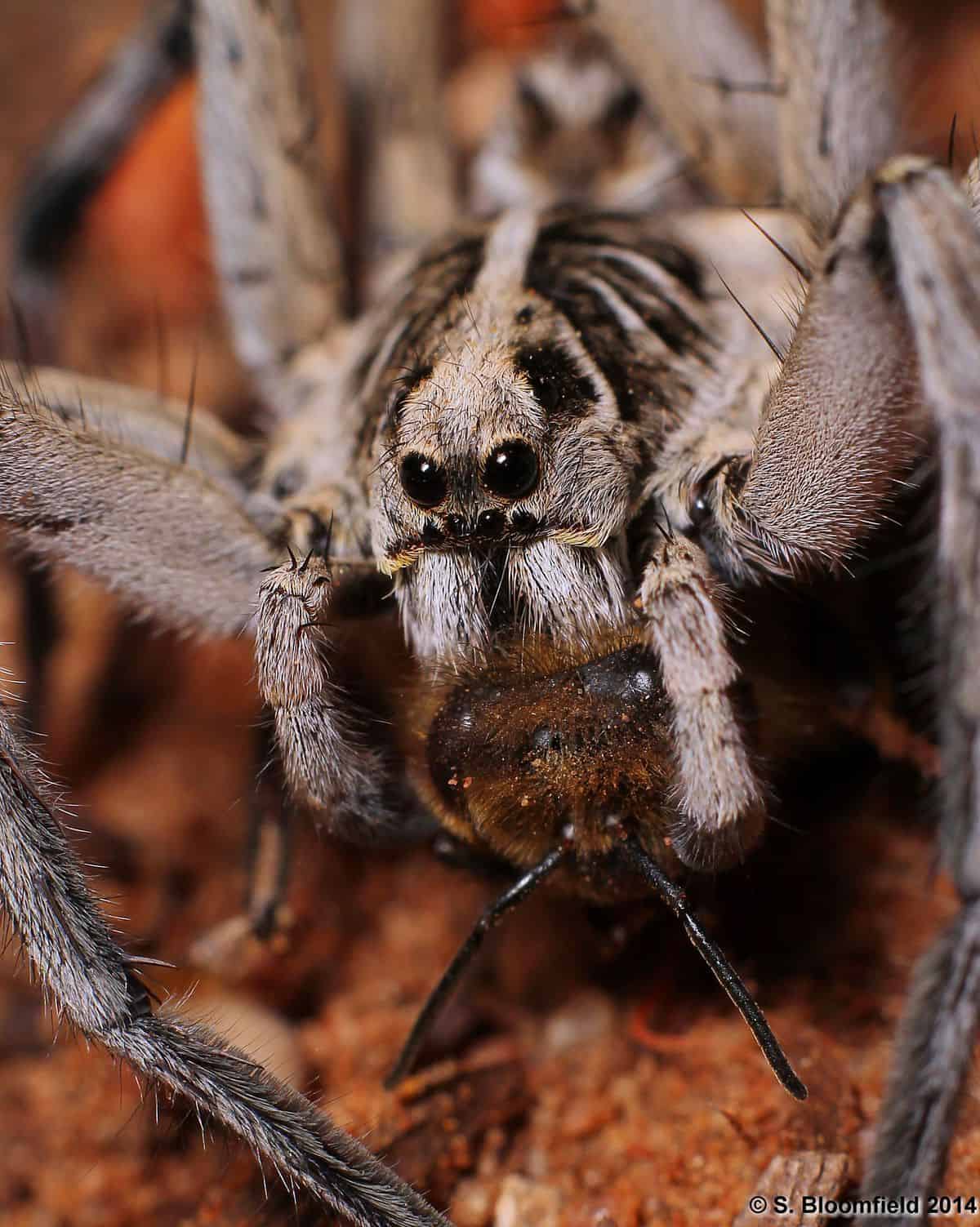 Wolf SPider with Bee