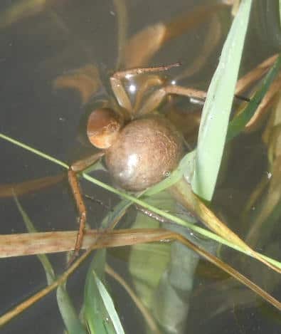 Raft Spider egg sac