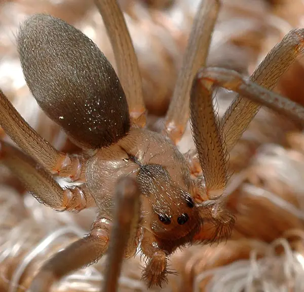 Brown Recluse close up eyes and violin shape