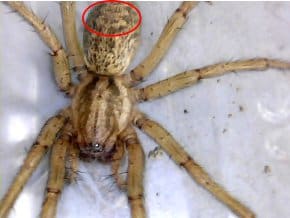 hobo spider identification tips
