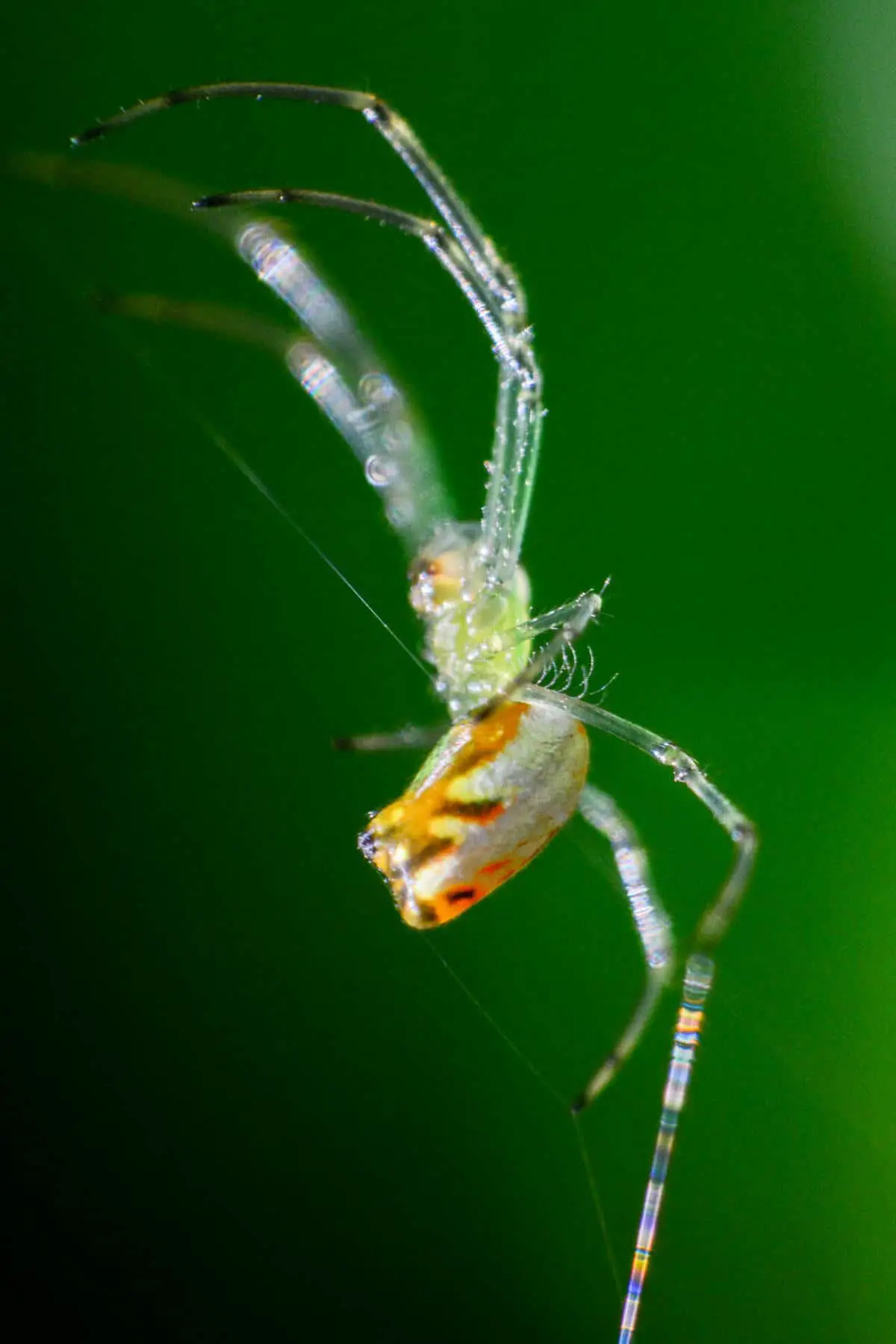 Festive Silver Marsh Spider