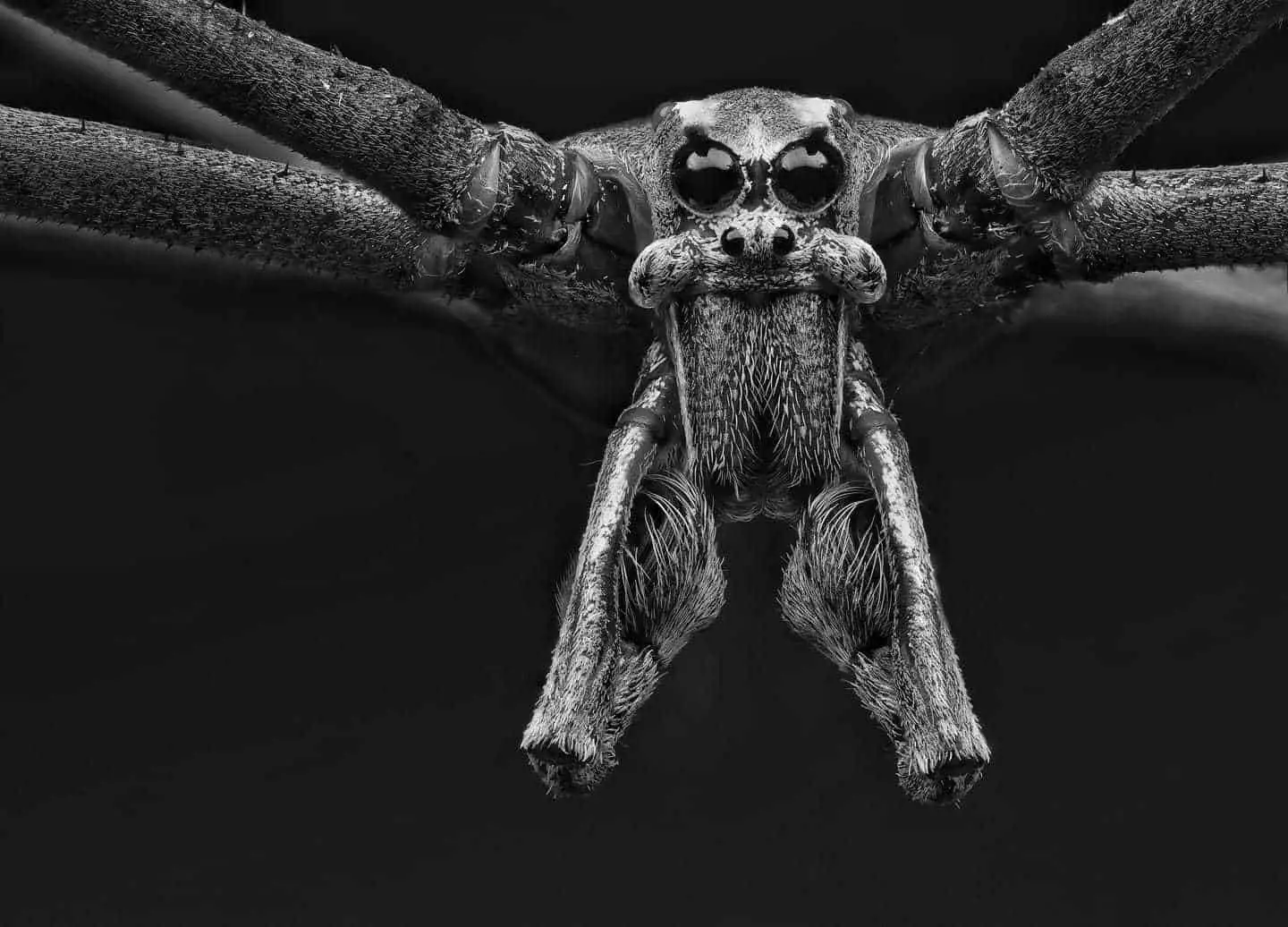 Ogre faced spider closeup eyes fangs
