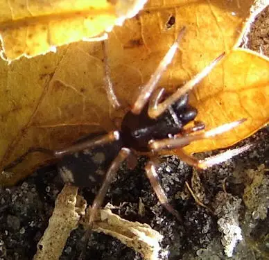 Wasp Mimicking Spider 6