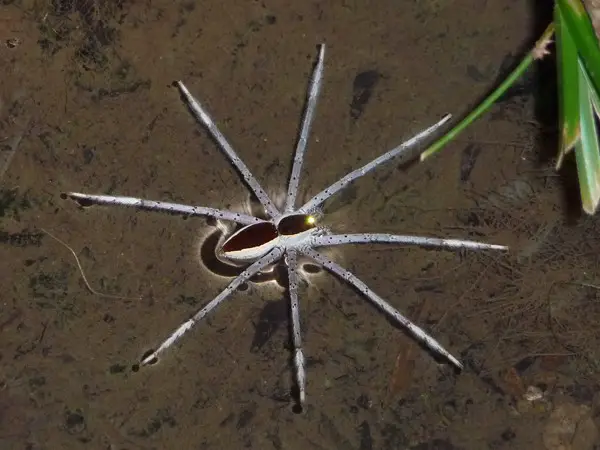 Dolomedes Vittatus Raft Spider on water