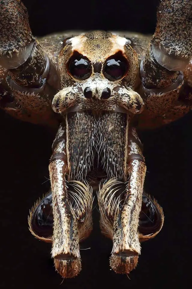 Net Casting spider (Deinopis subrufa) closeup eyes fangs