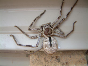 huntsman spider australia