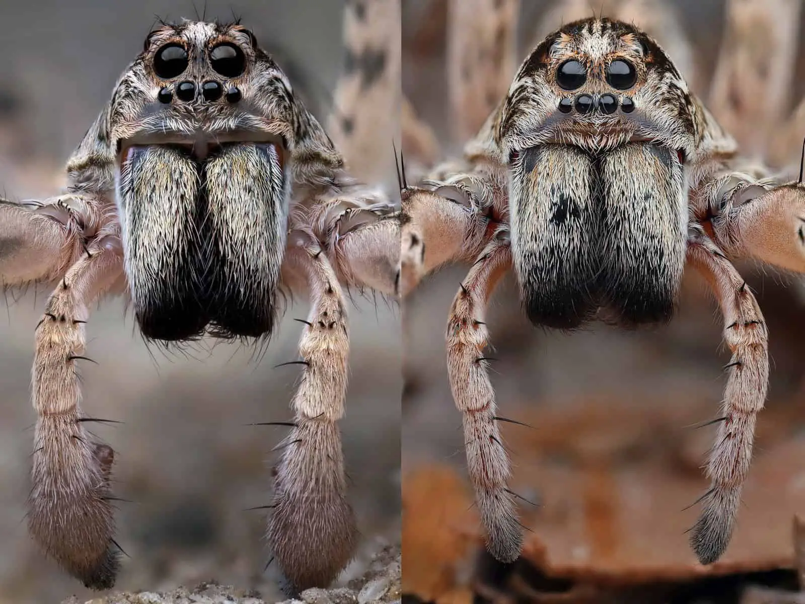 Male and Female Wolf spiders – Lycosidae