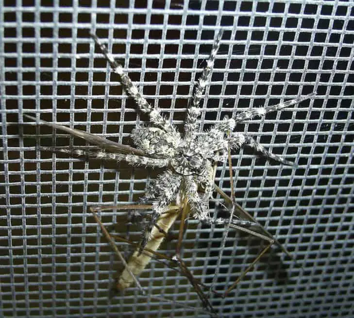 White Banded Fishing Spider