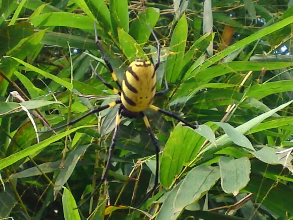 Nephila sp. Congo