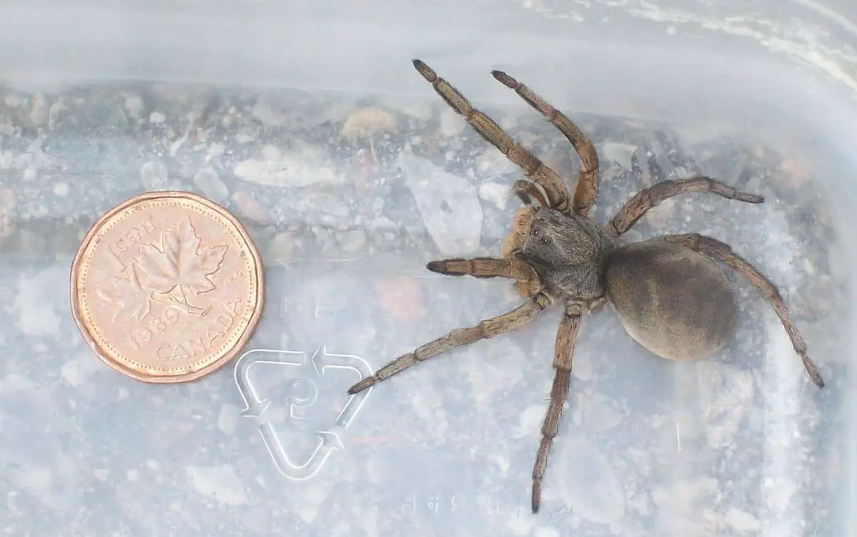 Burrowing Wolf Spider size comparison with coin