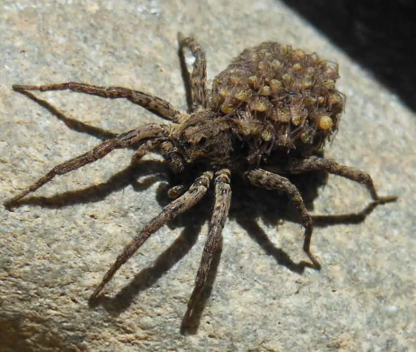 wolf spider with spiderlings babies on back