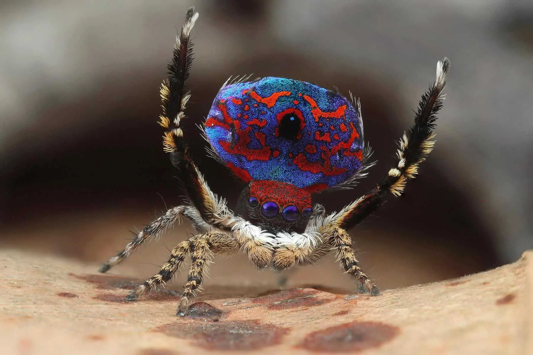 Male Peacock Jumping Spider colorful