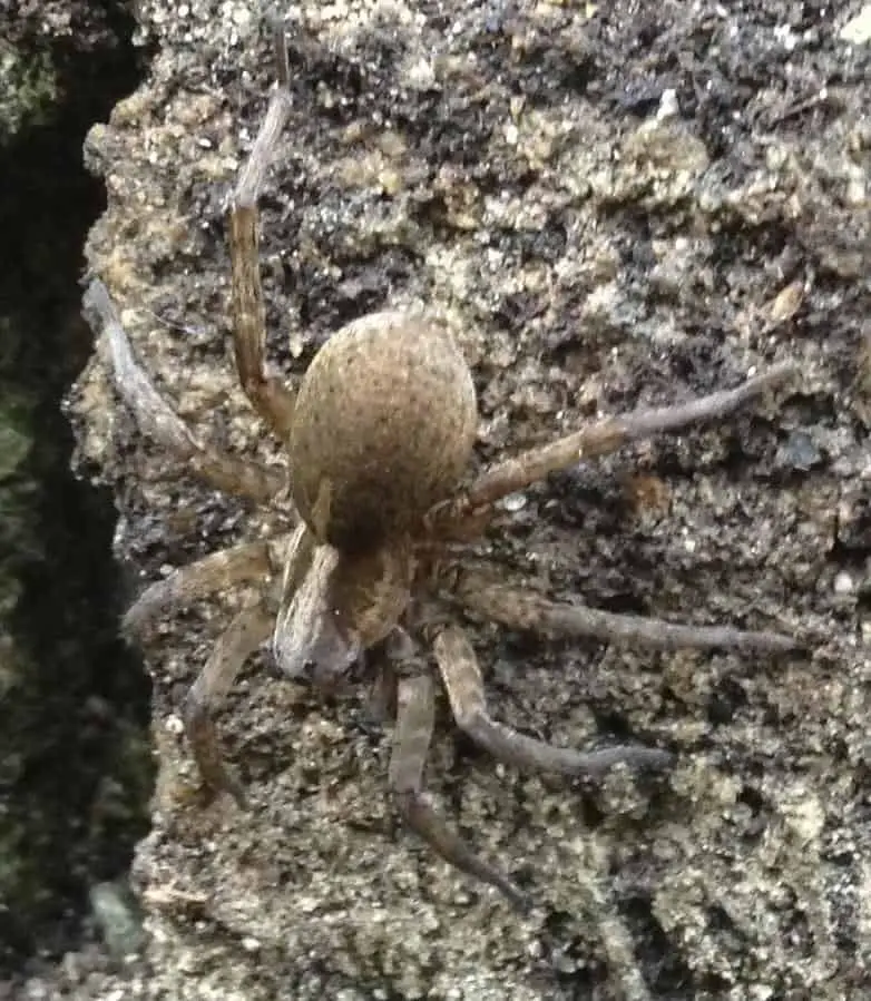 Burrowing Wolf Spider prgnant