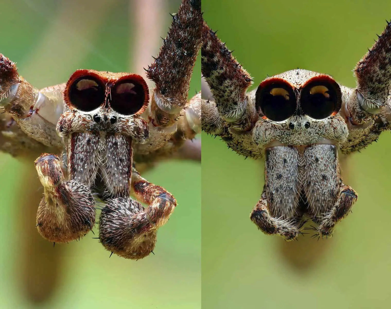 Male and Female juvenile Net Casting spiders closeup eyes fangs faces