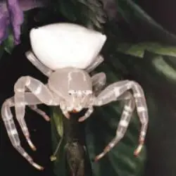 white flower crab spider misumena vatia