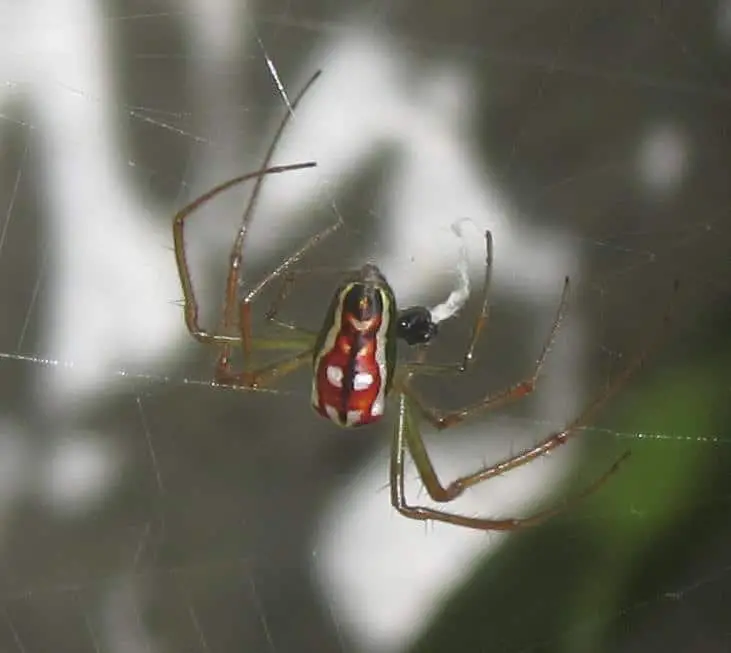 Festive Silver Marsh Spider in web