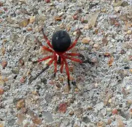 Red & Black Spider – Nicodamus peregrinus