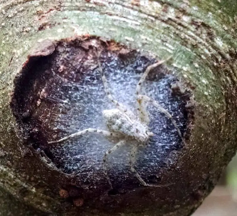 White Banded Fishing Spider with eggs
