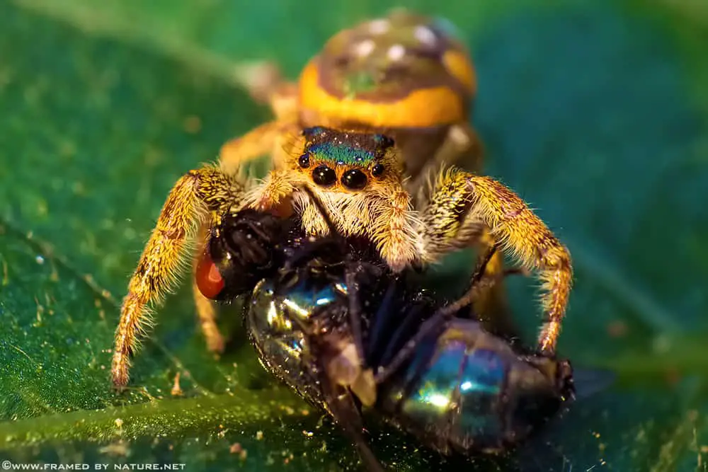 Paraphidippus aurantius closeup jumping spider colorful