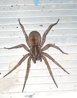 wolf spider