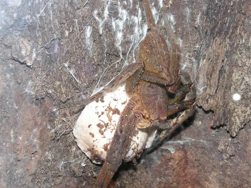 Phoneutria Reidyi – female & egg sac