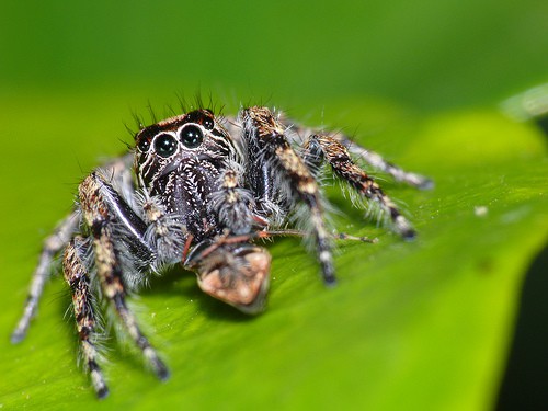 Jumping Spider large eyes cute closeup