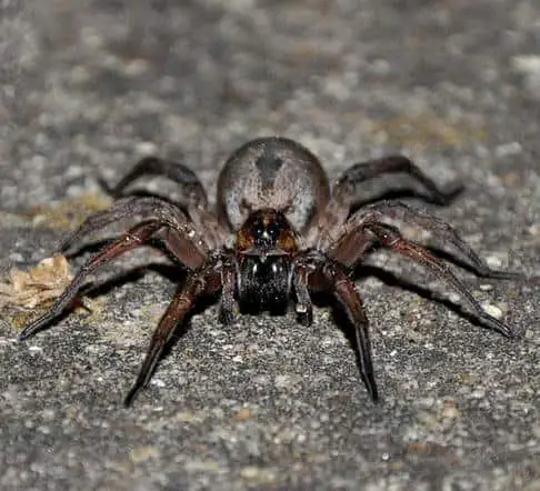 Burrowing Wolf Spider closeup face eyes