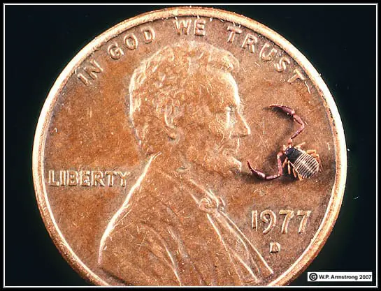 tiny crab spider with coin comparison size