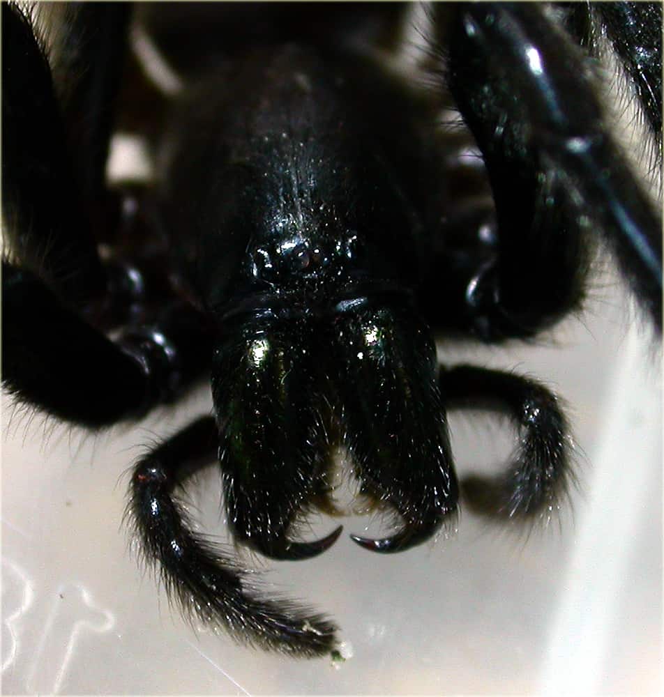 Spider fangs closeup