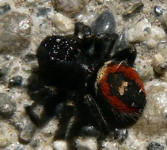 Phidippus johnsoni red abdomen black jumping spider