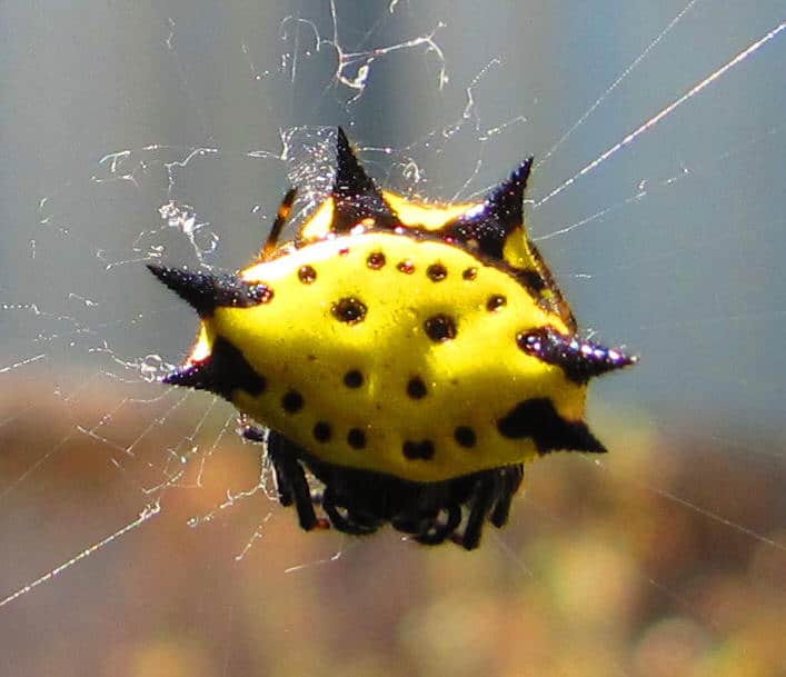 Jewelled Spider yellow and black