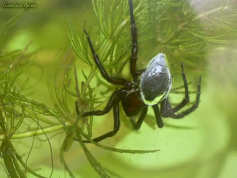 Water Spider – Argyroneta aquatica