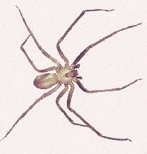 brown recluse loxosceles reclusa