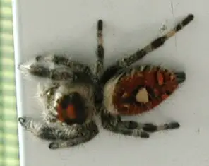jumping spider brown red gray