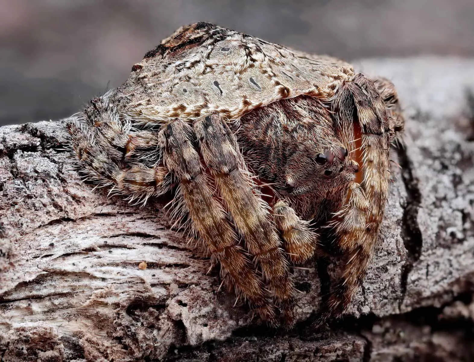 Wraparound Spider – Dolophones closeup 