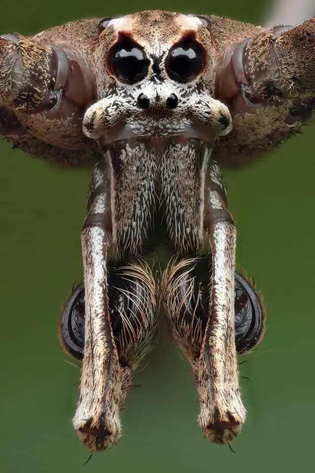 Ogre faced spider closeup eyes fangs Deinopis subrufa