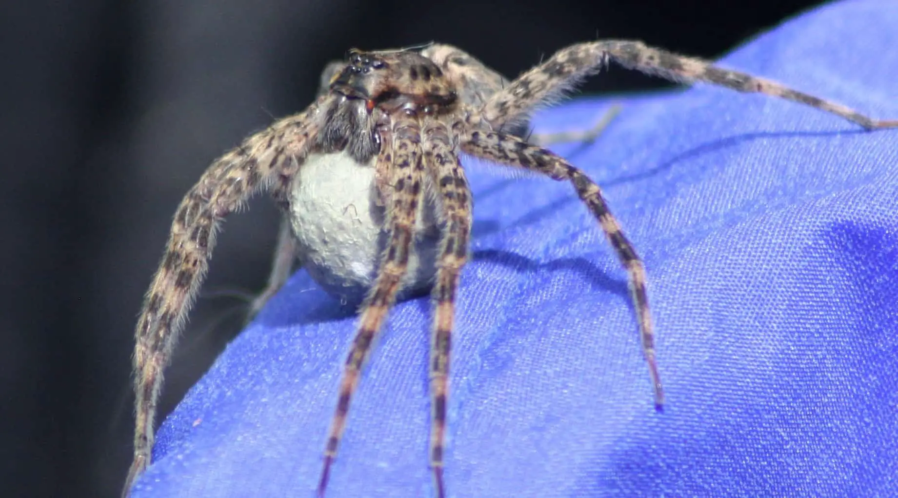 Fishing Spider with egg sac