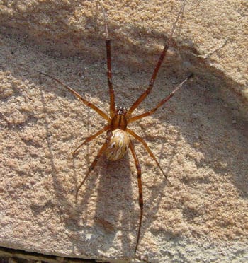 The common spiders of the United States. Spiders. 2l6 THE COMMON