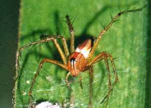 Lynx Spider